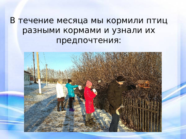 В течение месяца мы кормили птиц разными кормами и узнали их предпочтения:  