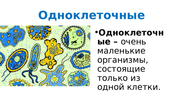 Одноклеточные Одноклеточные – очень маленькие организмы, состоящие только из одной клетки. Одноклеточные или простейшие организмы видны только через оптические приборы лупы или микроскоп.  