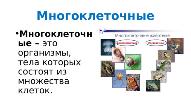 Многоклеточные Многоклеточные – это организмы, тела которых состоят из множества клеток. 