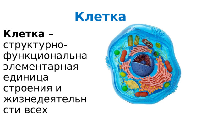Клетка Клетка  – структурно-функциональная элементарная единица строения и жизнедеятельности всех организмов. Клетки, сходные по строению, объединённые выполнением общих функций, образуют ткани  