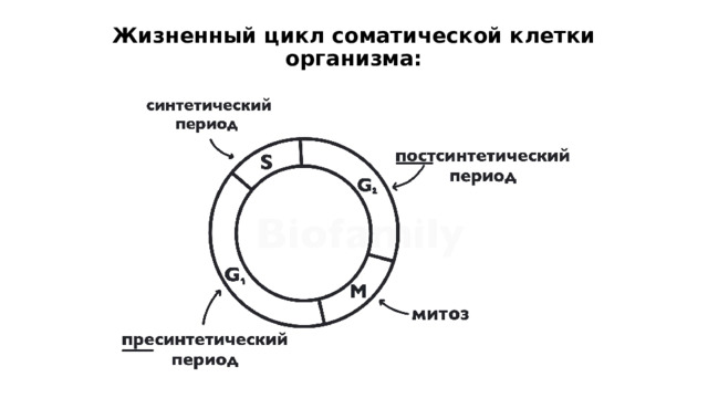 Жизненный цикл соматической клетки организма:   Весь жизненный цикл соматической клетки делится на две фазы:  интерфаза  (95% всей жизни клетки) и  деление. Интерфаза  в свою очередь состоит из трёх периодов:  пресинтетического, синтетического  и  постсинтетического.  Именно в такой последовательности: 1)  Пресинтетический период:  клетка увеличивается после деления, растёт, синтезирует РНК, подготавливается к синтетическому периоду.  2)  Синтетический период:  репликация ДНК (хромосомы становятся двухроматидными).  3)  Постсинтетический период:  накопление веществ и энергии, синтез АТФ, подготовка к делению, удвоение клеточного центра (центриолей). Далее соматическая клетка вступает в деление —  митоз.  Митоз состоит из  четырёх фаз.  