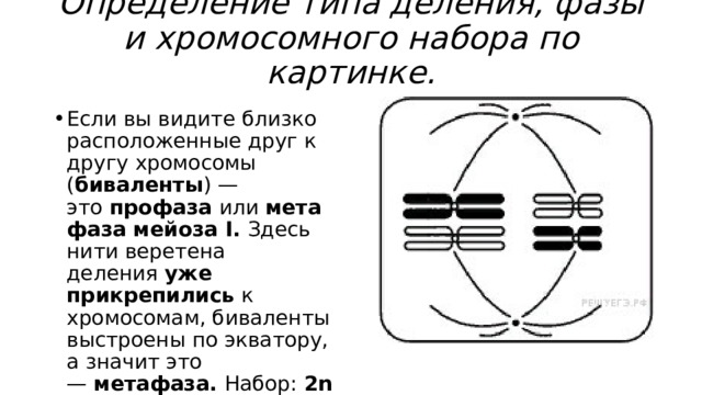Определение типа деления, фазы и хромосомного набора по картинке. Если вы видите близко расположенные друг к другу хромосомы ( биваленты ) — это  профаза  или  метафаза мейоза I.  Здесь нити веретена деления  уже прикрепились  к хромосомам, биваленты выстроены по экватору, а значит это —  метафаза.  Набор:  2n4c. метафаза мейоза I 2n4c  