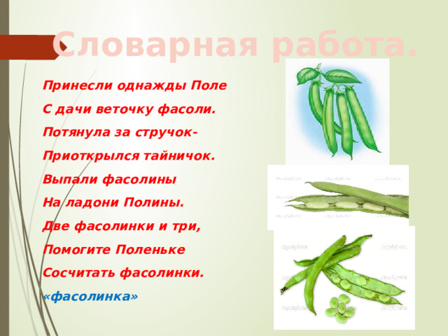 Словарная работа. Принесли однажды Поле С дачи веточку фасоли. Потянула за стручок- Приоткрылся тайничок. Выпали фасолины На ладони Полины. Две фасолинки и три, Помогите Поленьке Сосчитать фасолинки. «фасолинка» 