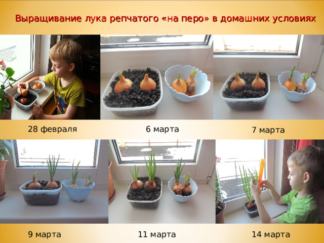 Выращивание лука репчатого «на перо» в домашних условиях 28 февраля 6 марта 7 марта 9 марта 11 марта 14 марта 
