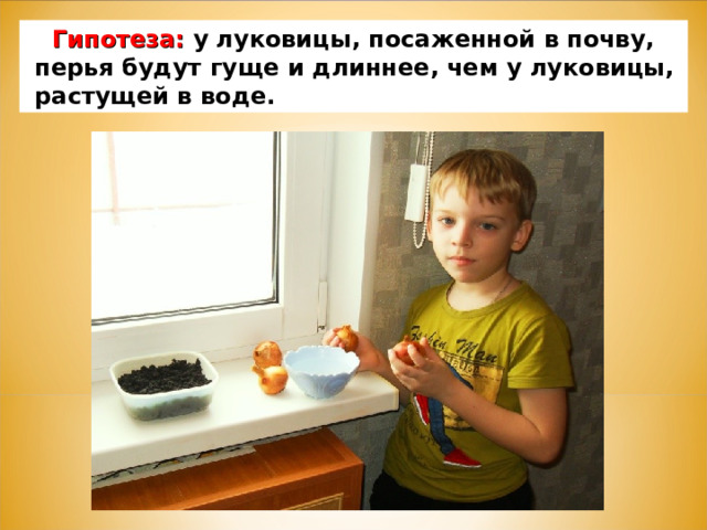 Гипотеза:  у луковицы, посаженной в почву,  перья будут гуще и длиннее, чем у луковицы,  растущей в воде. 