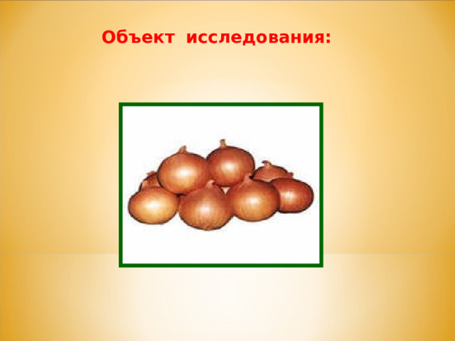 Объект  исследования:     лук репчатый  