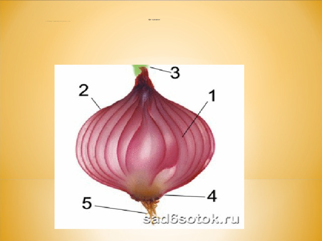 Лук в разрезе:  1 – сочные чешуи; 2 – сухие чешуи; 3 – перо; 4 – донышко; 5 – корни.     