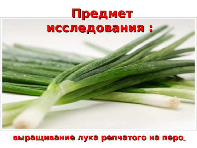 Предмет исследования :           выращивание лука репчатого на перо  выращивание лука репчатого на перо  