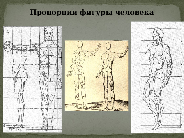 Пропорции фигуры человека 