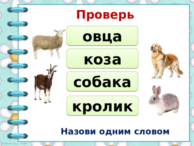 Проверь овца коза собака кролик Назови одним словом 