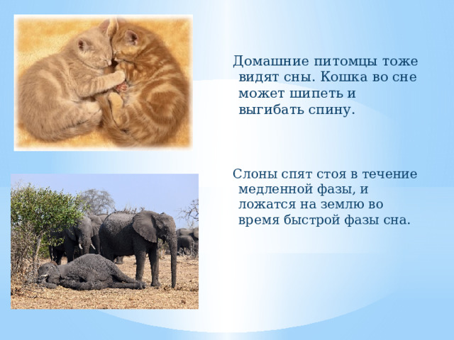 Домашние питомцы тоже видят сны. Кошка во сне может шипеть и выгибать спину. Слоны спят стоя в течение медленной фазы, и ложатся на землю во время быстрой фазы сна.   