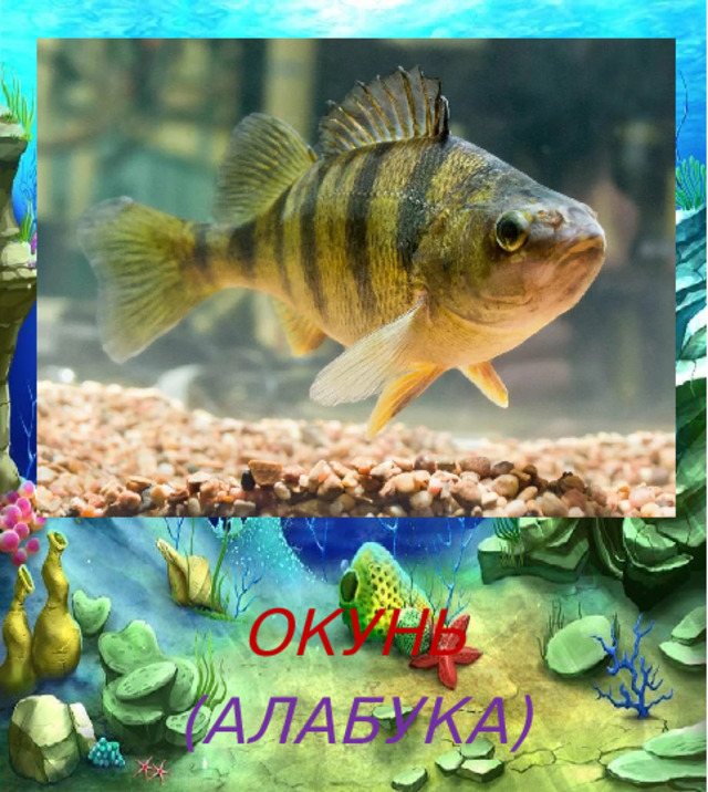   ОКУНЬ (АЛАБУКА) 
