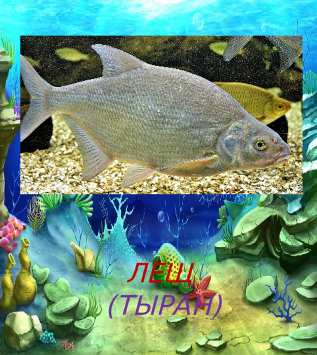 ЛЕЩ  (ТЫРАН) 