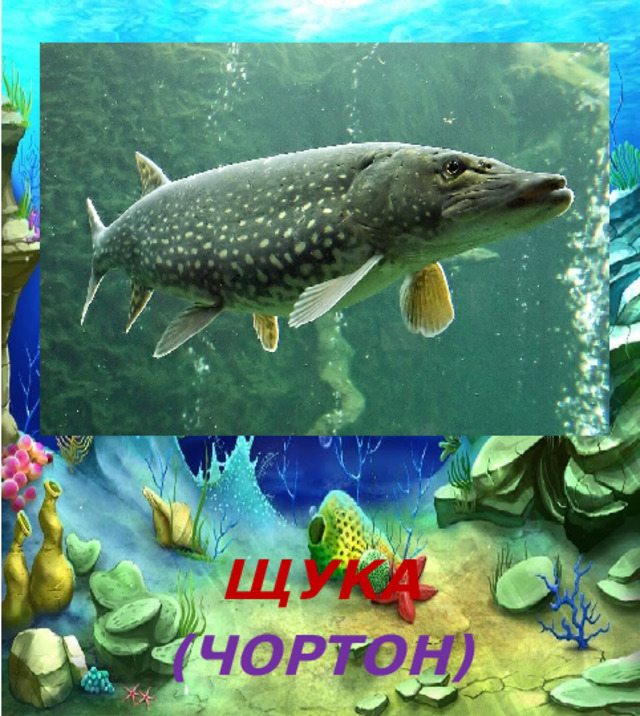  ЩУКА (ЧОРТОН) 