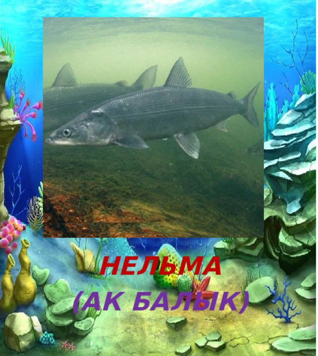  НЕЛЬМА (АК БАЛЫК) 