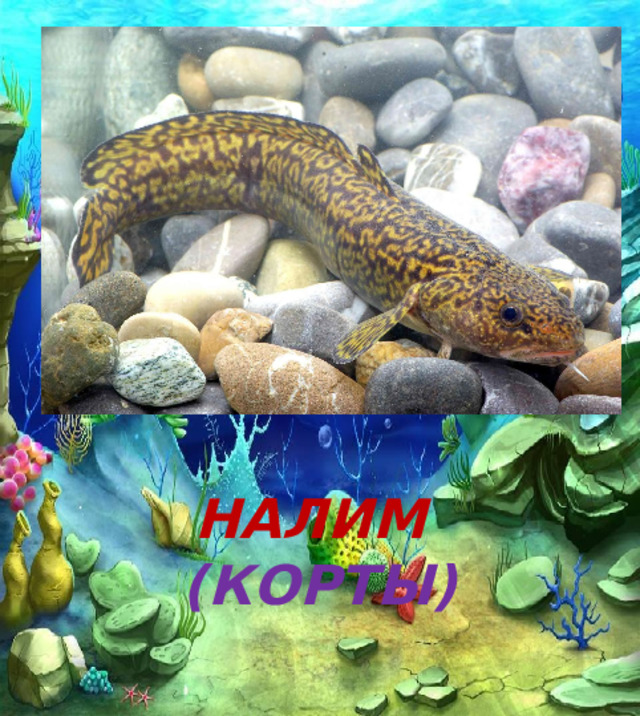  НАЛИМ  (КОРТЫ) 