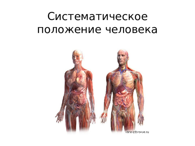 Систематическое положение человека  