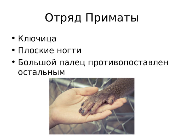 Отряд Приматы Ключица Плоские ногти Большой палец противопоставлен остальным  