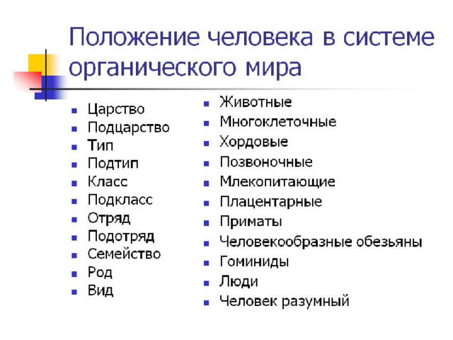 Систематическое положение человека  