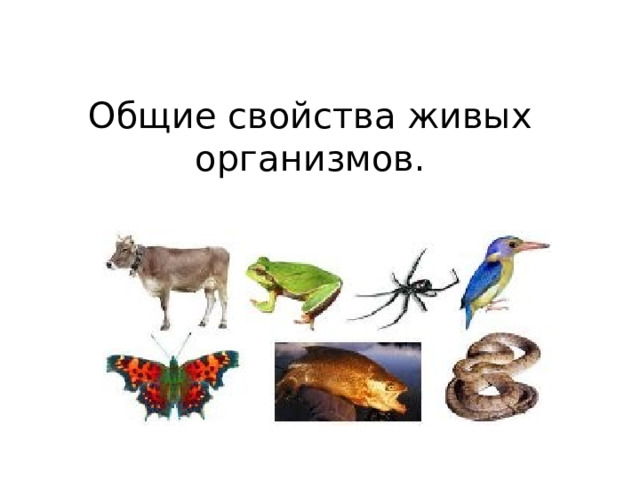Общие свойства живых организмов.  