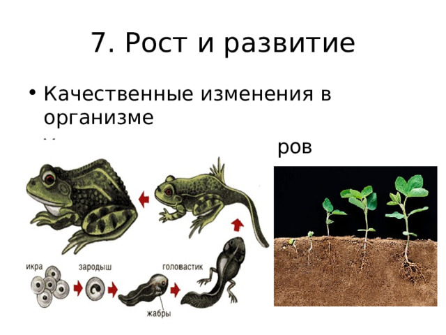 7. Рост и развитие Качественные изменения в организме Увеличение его размеров  