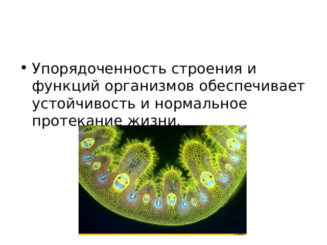 Упорядоченность строения и функций организмов обеспечивает устойчивость и нормальное протекание жизни.  