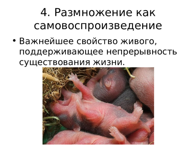 4. Размножение как самовоспроизведение Важнейшее свойство живого, поддерживающее непрерывность существования жизни. хомячки  