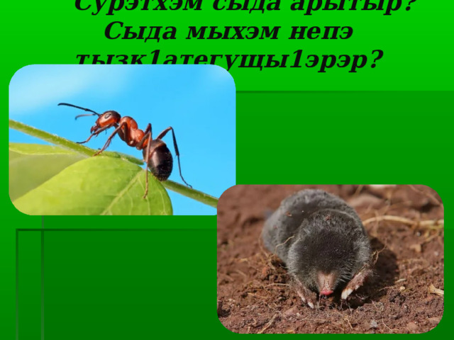  Сурэтхэм сыда арытыр?  Сыда мыхэм непэ тызк1атегущы1эрэр?   