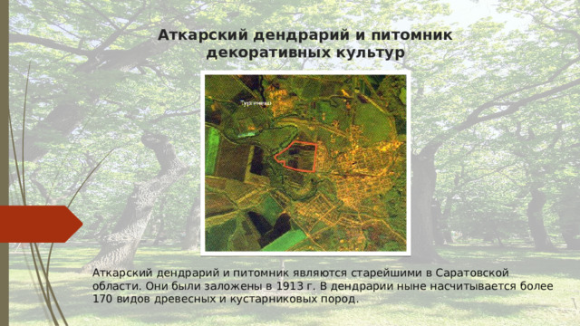 Аткарский дендрарий и питомник декоративных культур Аткарский дендрарий и питомник являются старейшими в Саратовской области. Они были заложены в 1913 г. В дендрарии ныне насчитывается более 170 видов древесных и кустарниковых пород. 