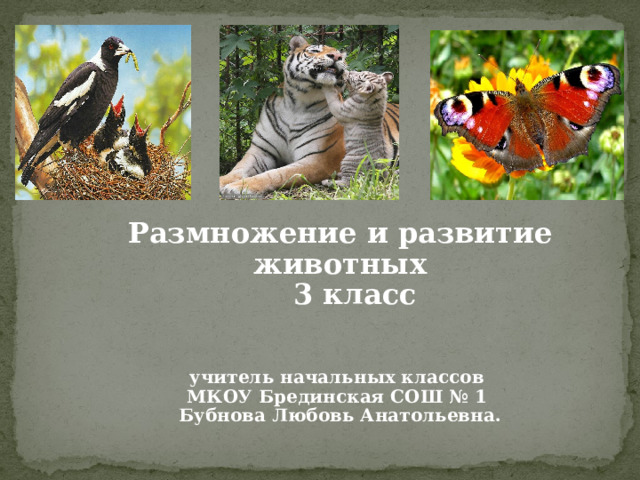 Размножение и развитие животных  3 класс   учитель начальных классов МКОУ Брединская СОШ № 1 Бубнова Любовь Анатольевна.  