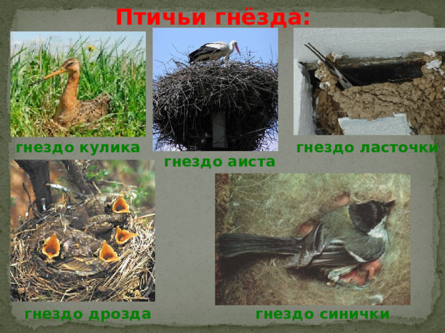 Птичьи гнёзда: гнездо кулика гнездо ласточки гнездо аиста гнездо дрозда гнездо синички 