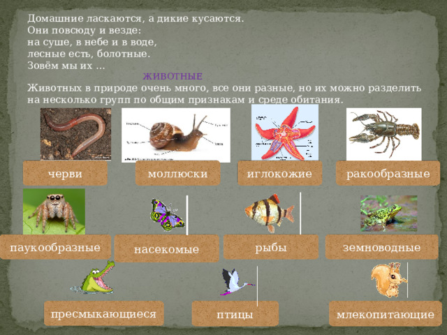 Домашние ласкаются, а дикие кусаются. Они повсюду и везде: на суше, в небе и в воде, лесные есть, болотные. Зовём мы их …  ЖИВОТНЫЕ Животных в природе очень много, все они разные, но их можно разделить на несколько групп по общим признакам и среде обитания. черви ракообразные иглокожие моллюски земноводные насекомые рыбы паукообразные пресмыкающиеся птицы млекопитающие 