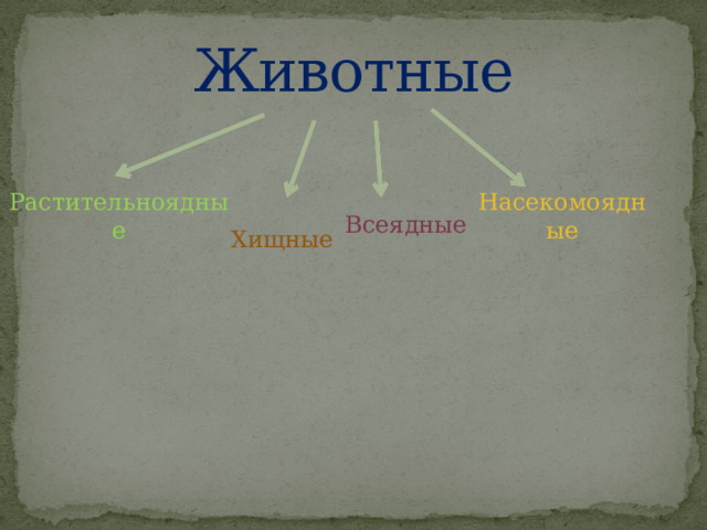 Животные Растительноядные Насекомоядные Всеядные Хищные 