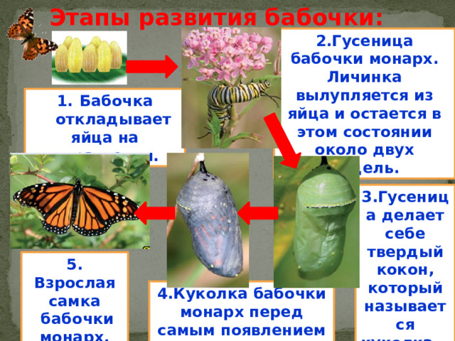 Этапы развития бабочки: 2.Гусеница бабочки монарх. Личинка вылупляется из яйца и остается в этом состоянии около двух недель. Бабочка откладывает яйца на растения. 3.Гусеница делает себе твердый кокон, который называется куколка.  5. Взрослая самка  бабочки монарх. 4.Куколка бабочки монарх перед самым появлением бабочки. 