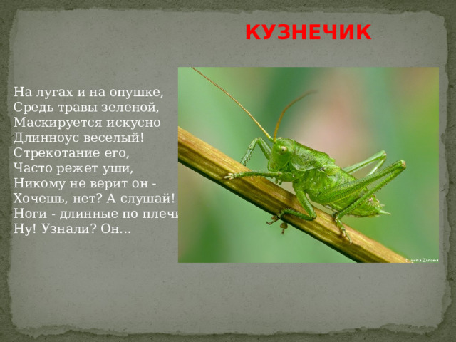 КУЗНЕЧИК На лугах и на опушке,  Средь травы зеленой,  Маскируется искусно  Длинноус веселый!  Стрекотание его,  Часто режет уши,  Никому не верит он -  Хочешь, нет? А слушай!  Ноги - длинные по плечи,  Ну! Узнали? Он...  