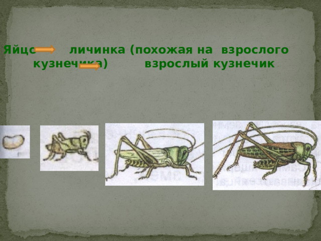                                                                                                       Развитие кузнечика Яйцо личинка (похожая на взрослого кузнечика) взрослый кузнечик 