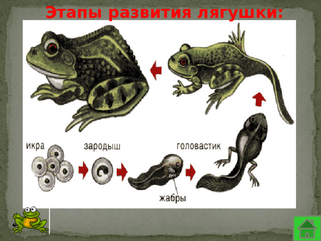 Этапы развития лягушки: 