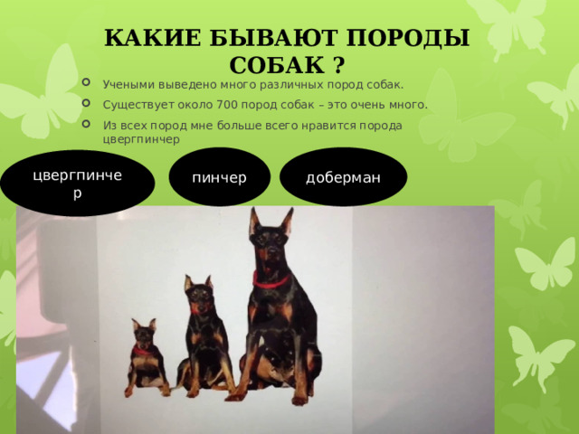 КАКИЕ БЫВАЮТ ПОРОДЫ СОБАК ? Учеными выведено много различных пород собак. Существует около 700 пород собак – это очень много. Из всех пород мне больше всего нравится порода цвергпинчер пинчер доберман цвергпинчер 
