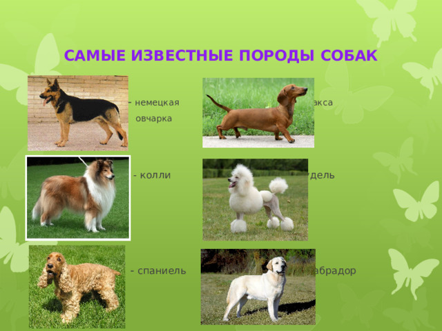 САМЫЕ ИЗВЕСТНЫЕ ПОРОДЫ СОБАК  - немецкая - такса  овчарка  - колли - пудель  - спаниель - лабрадор 