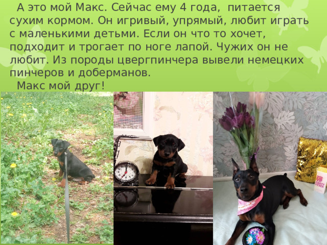  А это мой Макс. Сейчас ему 4 года, питается сухим кормом. Он игривый, упрямый, любит играть с маленькими детьми. Если он что то хочет, подходит и трогает по ноге лапой. Чужих он не любит. Из породы цвергпинчера вывели немецких пинчеров и доберманов.  Макс мой друг! 