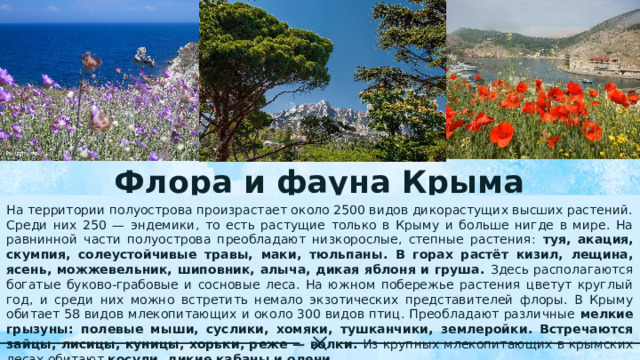 Флора и фауна Крыма На территории полуострова произрастает около 2500 видов дикорастущих высших растений. Среди них 250 — эндемики, то есть растущие только в Крыму и больше нигде в мире. На равнинной части полуострова преобладают низкорослые, степные растения: туя, акация, скумпия, солеустойчивые травы, маки, тюльпаны. В горах растёт кизил, лещина, ясень, можжевельник, шиповник, алыча, дикая яблоня и груша. Здесь располагаются богатые буково-грабовые и сосновые леса. На южном побережье растения цветут круглый год, и среди них можно встретить немало экзотических представителей флоры. В Крыму обитает 58 видов млекопитающих и около 300 видов птиц. Преобладают различные мелкие грызуны: полевые мыши, суслики, хомяки, тушканчики, землеройки. Встречаются зайцы, лисицы, куницы, хорьки, реже — волки. Из крупных млекопитающих в крымских лесах обитают косули, дикие кабаны и олени . 