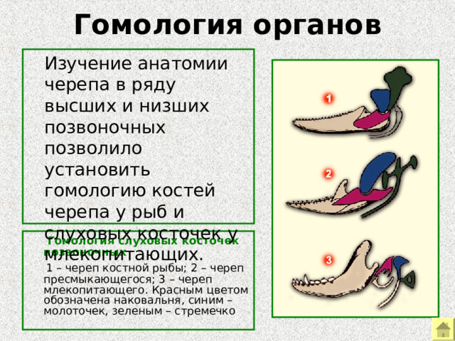 Гомология органов  Изучение анатомии черепа в ряду высших и низших позвоночных позволило установить гомологию костей черепа у рыб и слуховых косточек у млекопитающих. Пример морфологических доказательств эволюции – гомология костей черепа и слуховых косточек.  Гомология слуховых косточек позвоночных  1 – череп костной рыбы; 2 – череп пресмыкающегося; 3 – череп млекопитающего. Красным цветом обозначена наковальня, синим –молоточек, зеленым – стремечко  