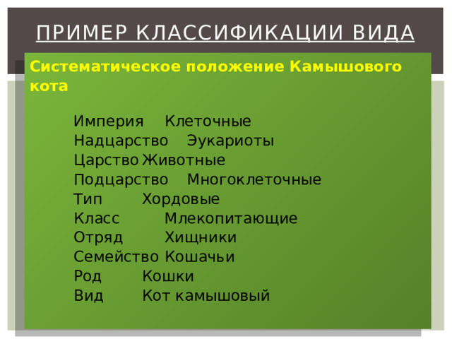 Пример классификации вида   Систематическое положение Камышового кота   Империя  Клеточные Надцарство  Эукариоты Царство  Животные Подцарство  Многоклеточные Тип   Хордовые Класс   Млекопитающие Отряд   Хищники Семейство  Кошачьи Род   Кошки Вид   Кот камышовый   