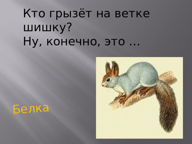 Белка Кто грызёт на ветке шишку? Ну, конечно, это … 