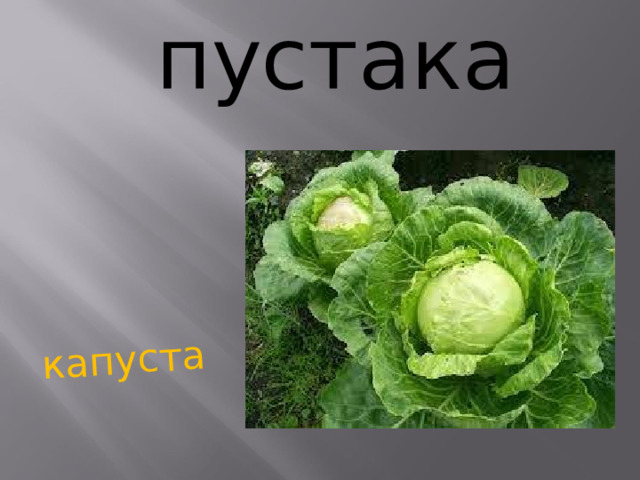 капуста пустака             