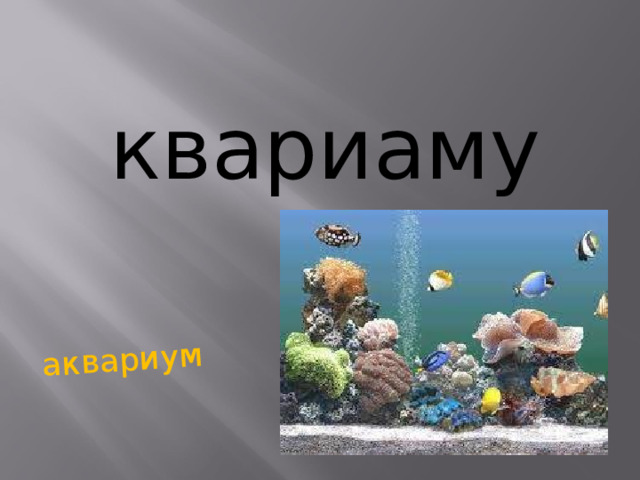 аквариум квариаму   