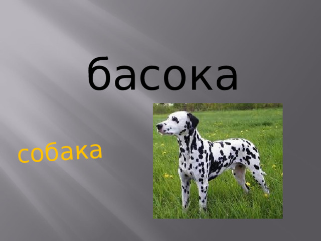 собака басока   
