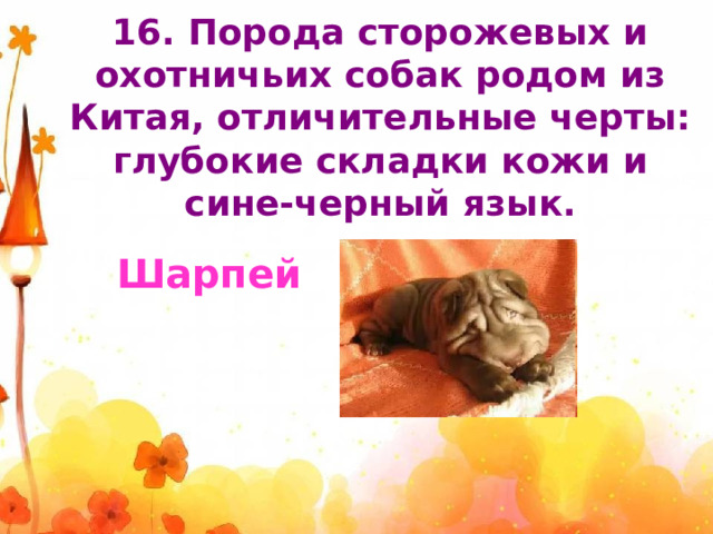16. Порода сторожевых и охотничьих собак родом из Китая, отличительные черты: глубокие складки кожи и сине-черный язык.    Шарпей 