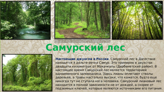 Самурский лес Настоящие джунгли в России . Самурский лес в Дагестане находится в дельте речки Самур. Это примерно в двухстах двадцати километрах от Махачкалы (Дербенетский район). В настоящее время Самурский лес является территорией одноименного заповедника. Здесь лианы оплетают стволы деревьев, а травы настолько высоки, что кажется, будто еще никогда тут не ступала нога человека. Самурский лиановый лес находится в полной зависимости не от дождей, а скорее от подземных ключей, которые являются источниками его питания. 