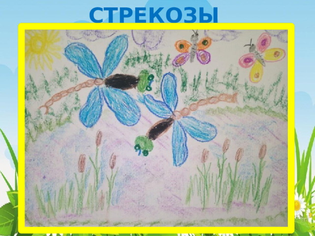 СТРЕКОЗЫ 